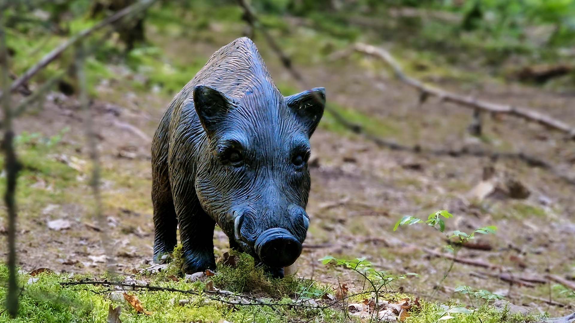 wildschwein1920x1080